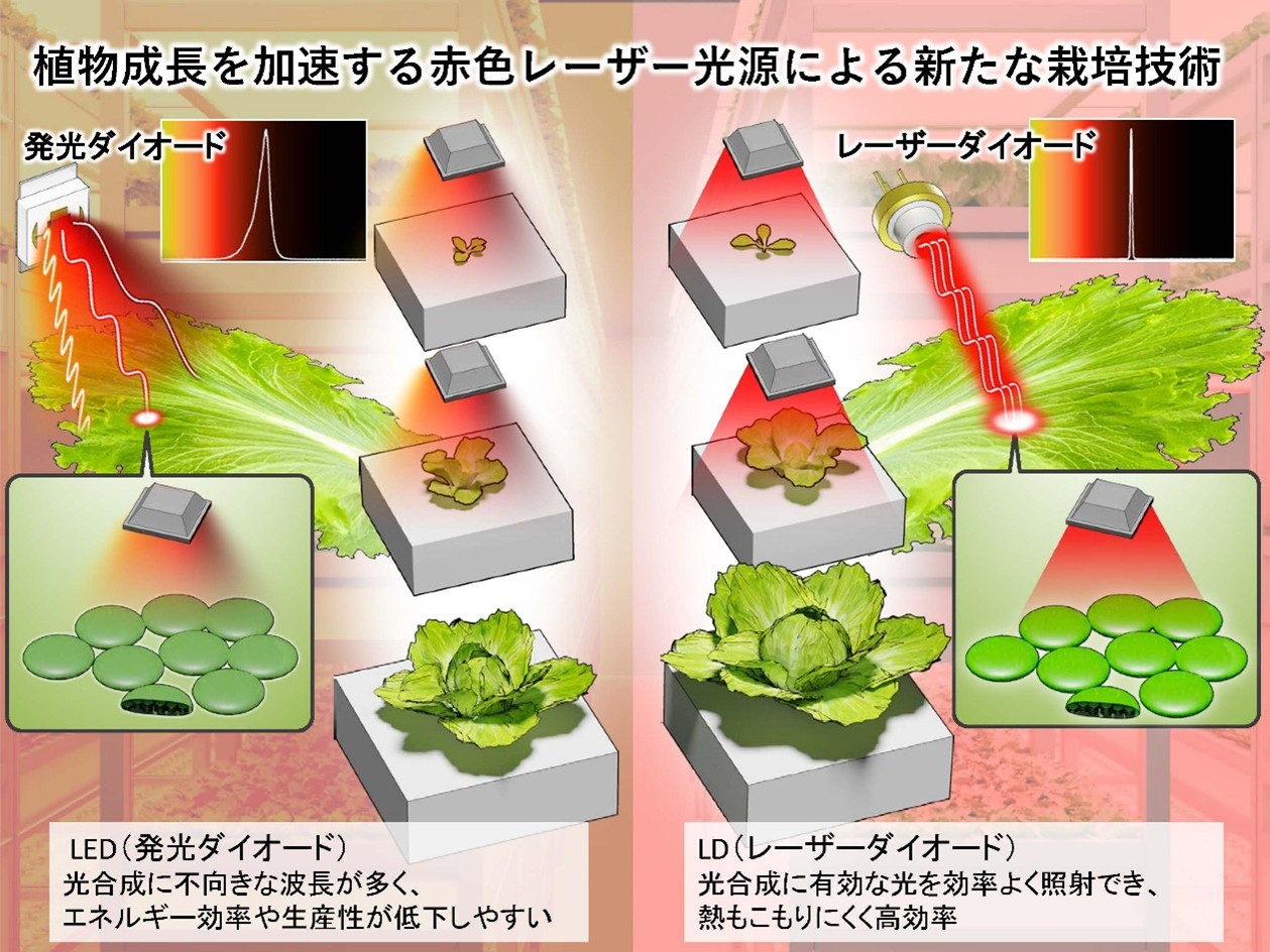 赤色レーザーダイオードとLEDによる植物成長の比較研究図(提供画像、無加工)