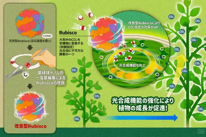 東京大学公表研究図(原画像)